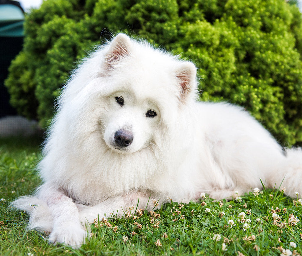 El encantador y peludo mundo de los perros Samoyedo