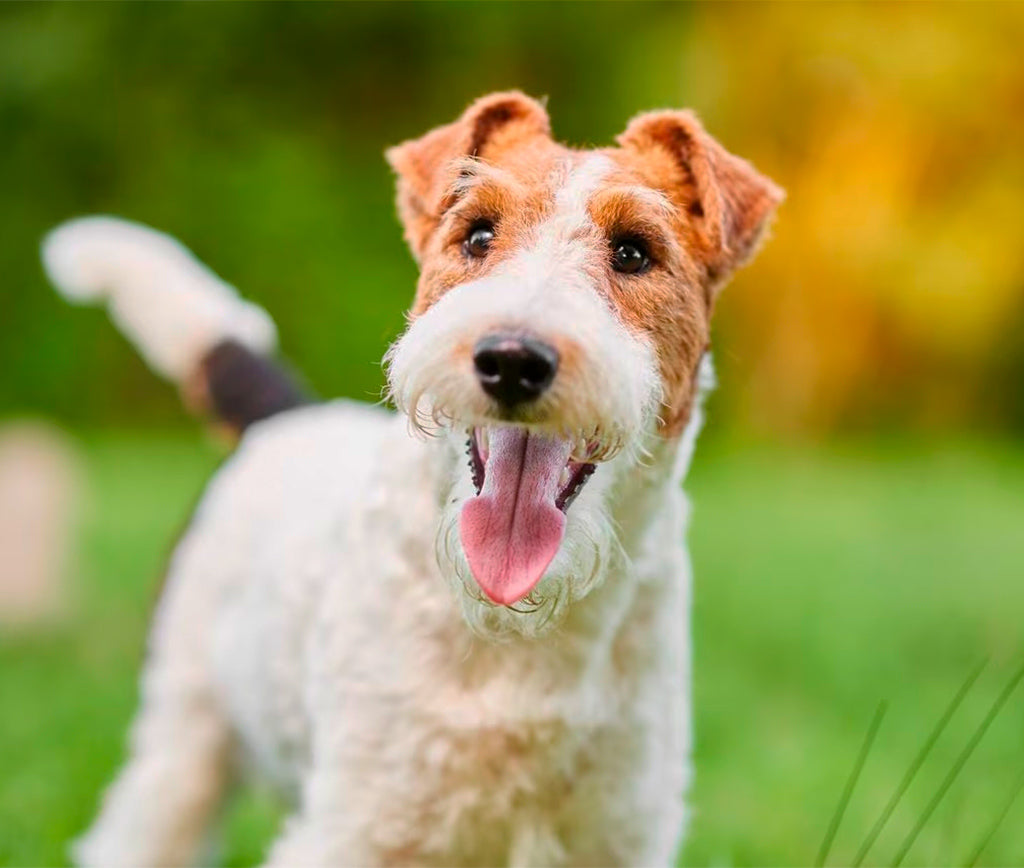 El Arte de Cuidar a tu Terrier Retriever: Consejos para un Perro Feliz