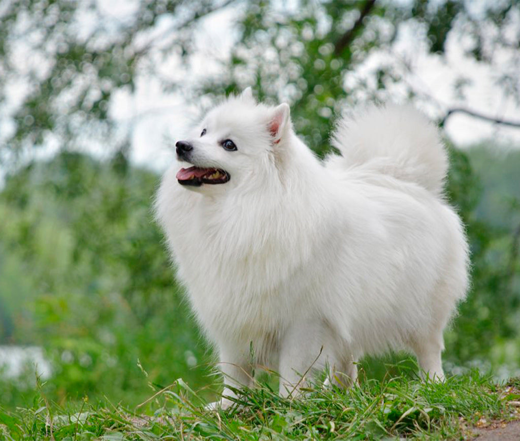 Cuidados y Comodidad para tu Mejor Amigo Japanese Spitz