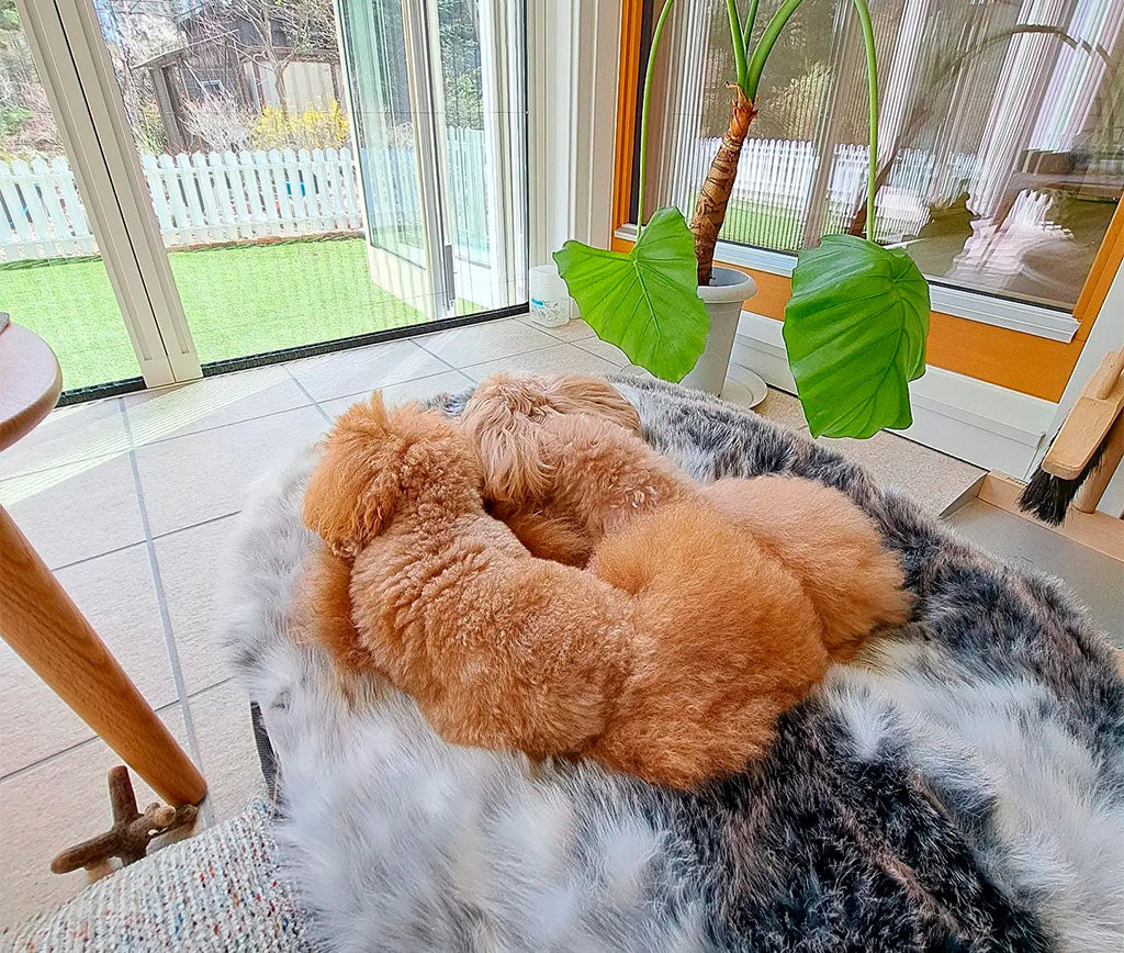 Muebles Lounge para mascotas: Crea espacio estiloso y confortable para ti y tu mascota