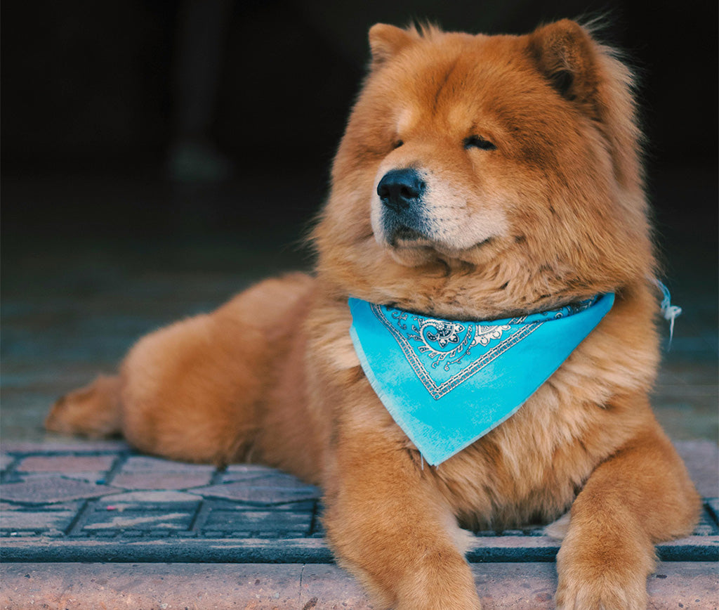 Explorando el Mundo del Bienestar Canino: Cuidados y Comodidades para tus Adorables Chow Chow