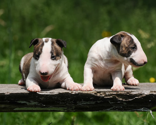 Bull terrier