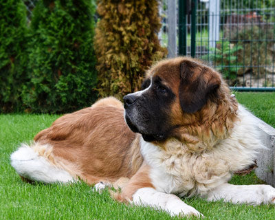 Razas de perro más serenas