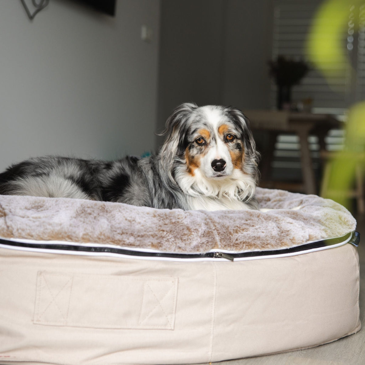 Cama Rebound Grande Cappuccino – foto 2
