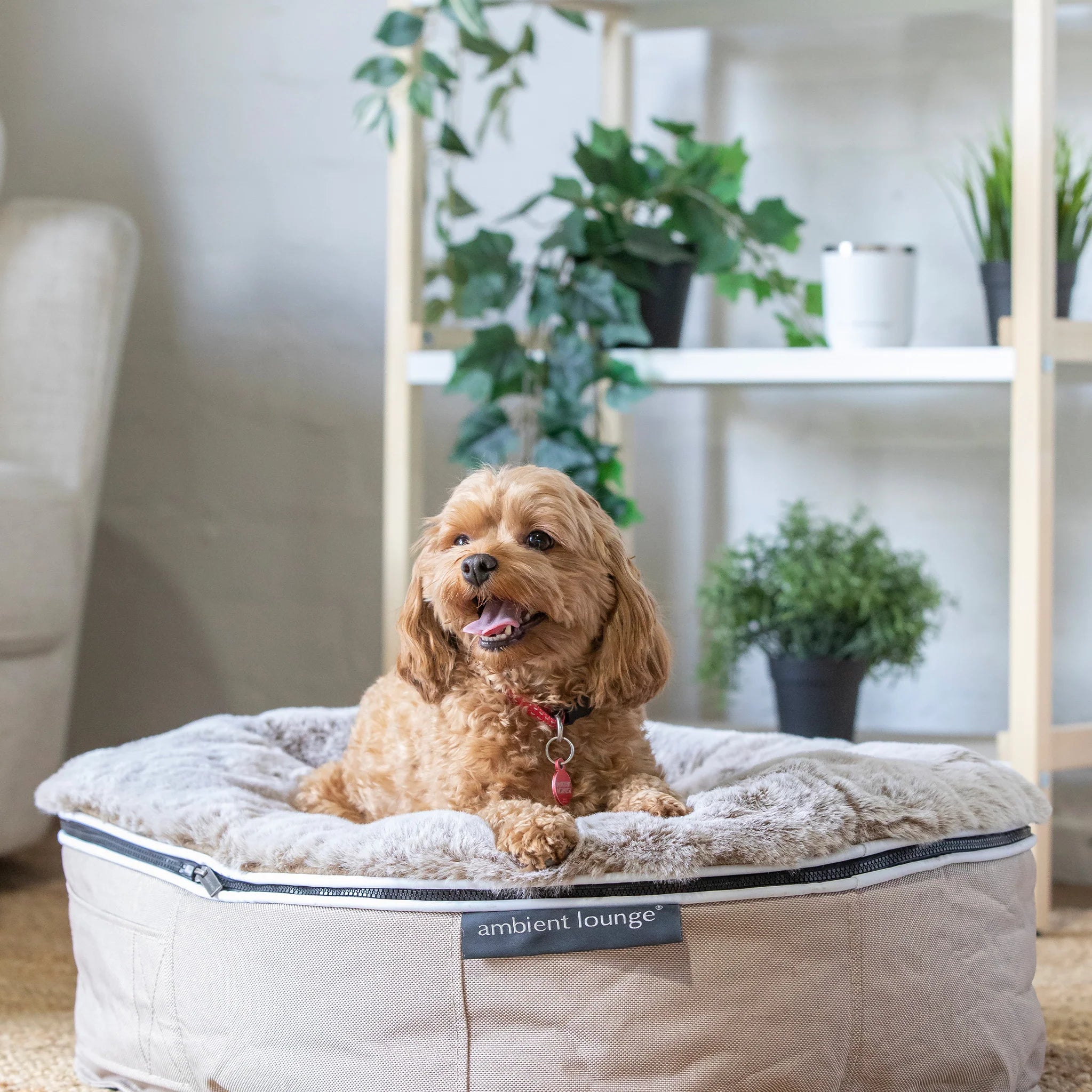 Cama Mediana Rebound Foam Mattress (Cappuccino)