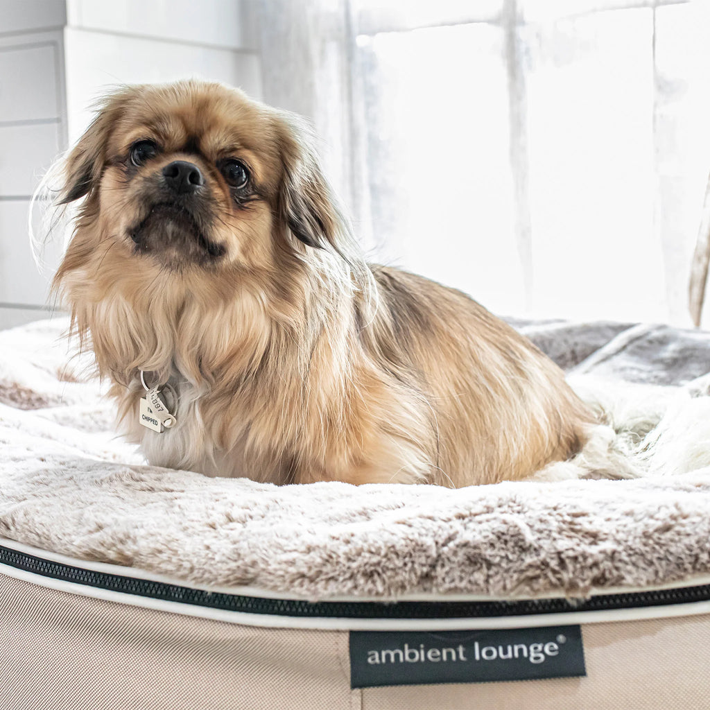 Cama Mediana Rebound Foam Mattress (Cappuccino)