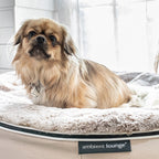 Cama Mediana Rebound Foam Mattress (Cappuccino)