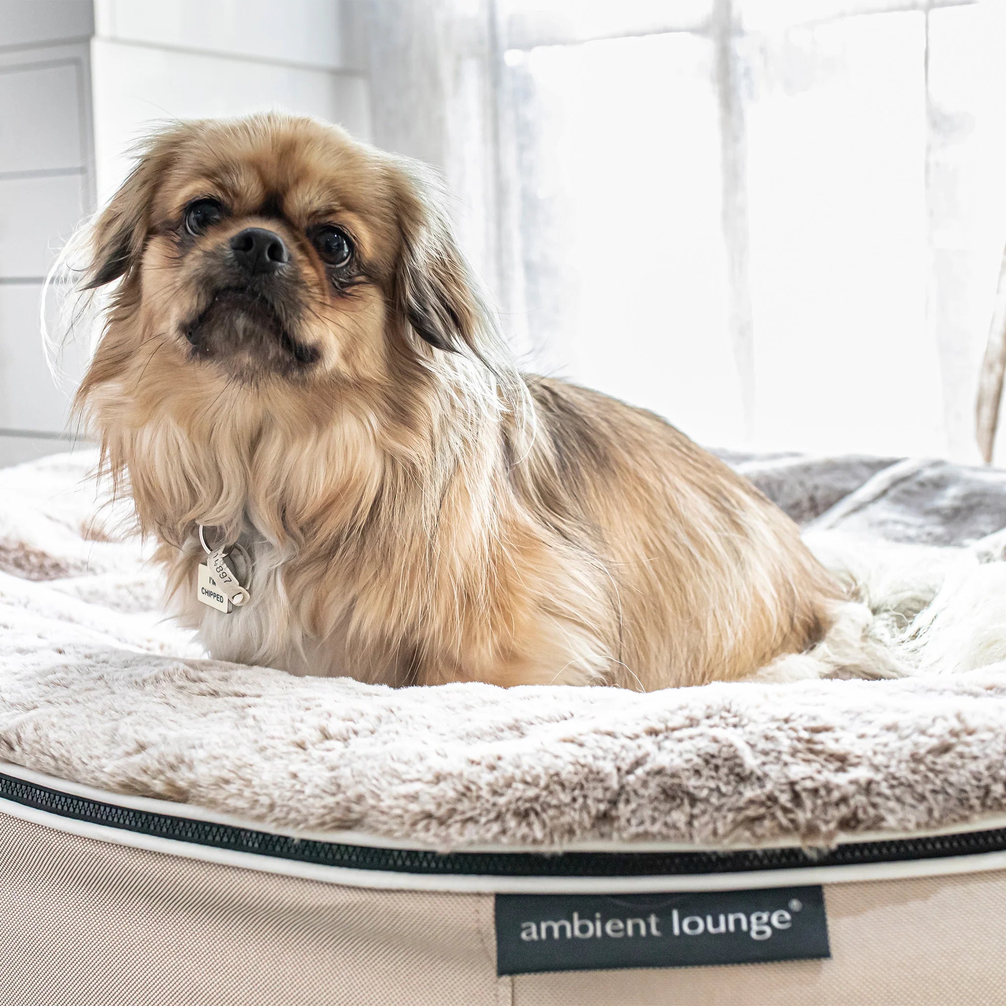 Cama Mediana Rebound Foam Mattress (Cappuccino)