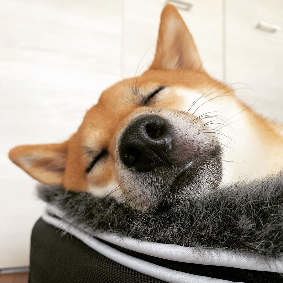Cubierta Deluxe para Cama de Perro Grande (Original)