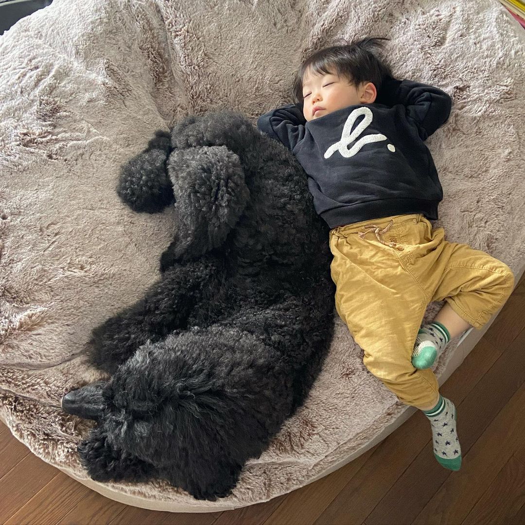 Cama Grande de Lujo para Perro (Cappuccino)