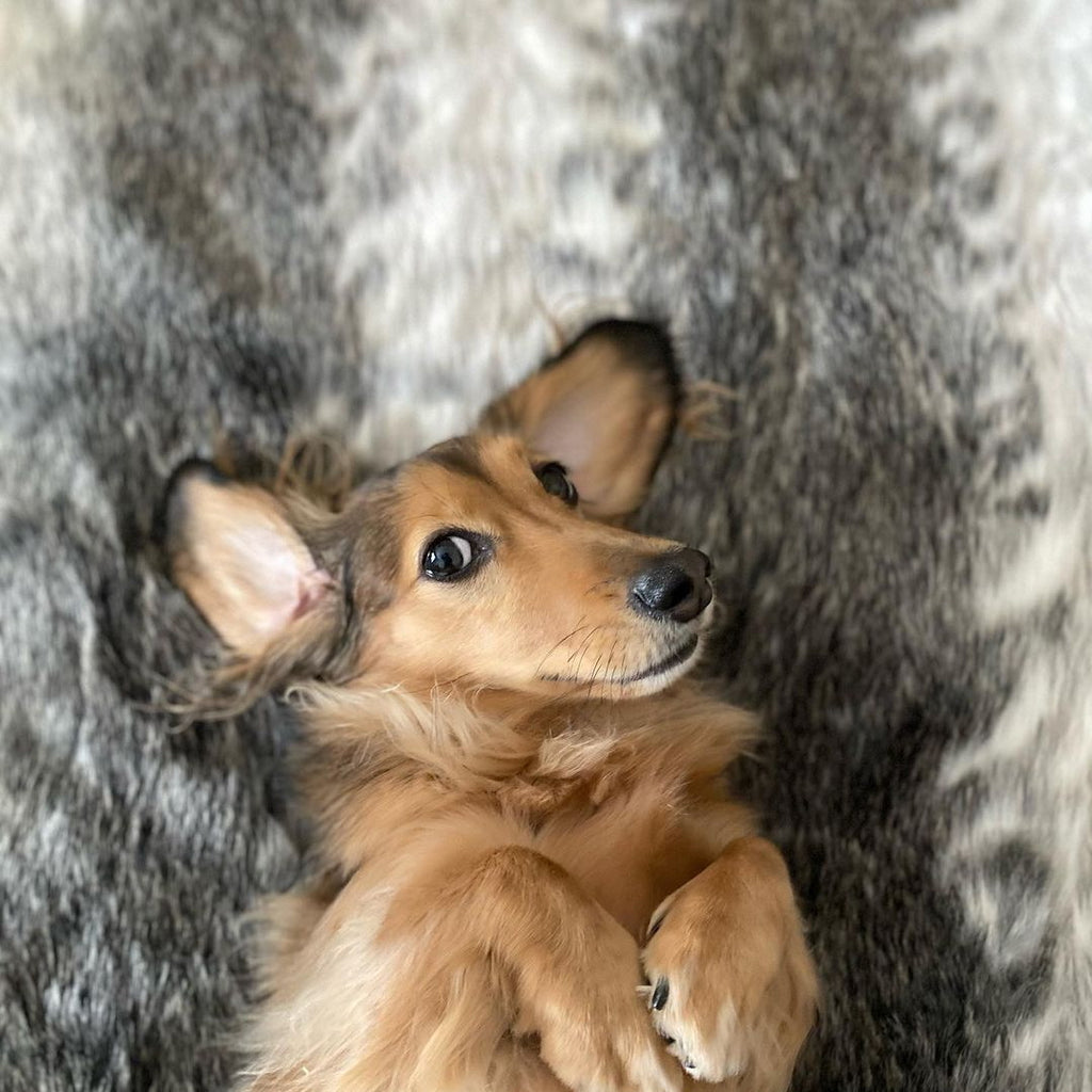 Cubierta Deluxe para Cama de Perro Grande (Wild Animal)