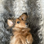 Cubierta Deluxe para Cama de Perro Grande (Wild Animal)