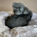 Cubierta Deluxe para Cama de Mascota Pequeña (Cappuccino)