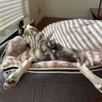 Conjunto de Cama Mediana para Perros (Original) y Cubierta (Cappuccino)