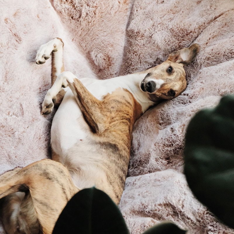 Conjunto de Cama Extra Grande para Perros (Original) y Cubierta (Cappuccino)