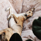 Conjunto de Cama Extra Grande para Perros (Original) y Cubierta (Cappuccino)