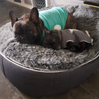 Conjunto de Cama Mediana para Perros (Original) y Cubierta (Original)