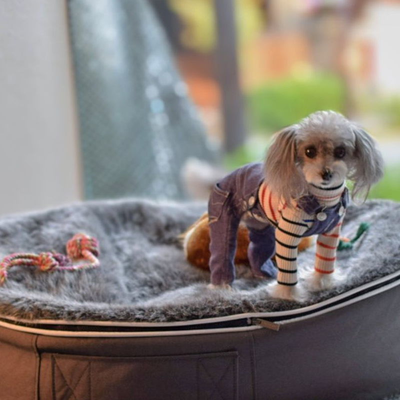 Conjunto de Cama Pequeña para Perros (Original) y Cubierta (Original)