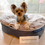 Conjunto de Cama Pequeña para Perros (Original) y Cubierta (Cappuccino)