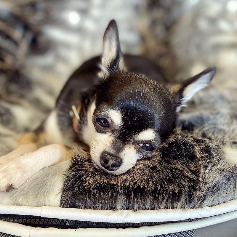 Conjunto de Cama Pequeña para Perros (Original) y Cubierta (Wild Animal)