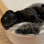 Conjunto de Cama Pequeña para Perros (Cappuccino) y Cubierta (Wild Animal)