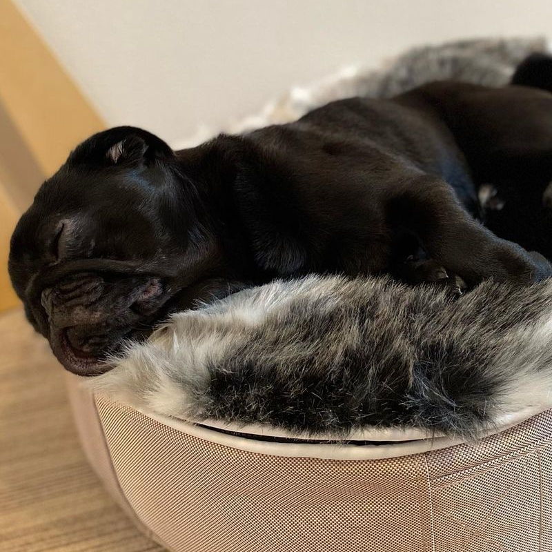 Conjunto de Cama Pequeña para Perros (Cappuccino) y Cubierta (Wild Animal)