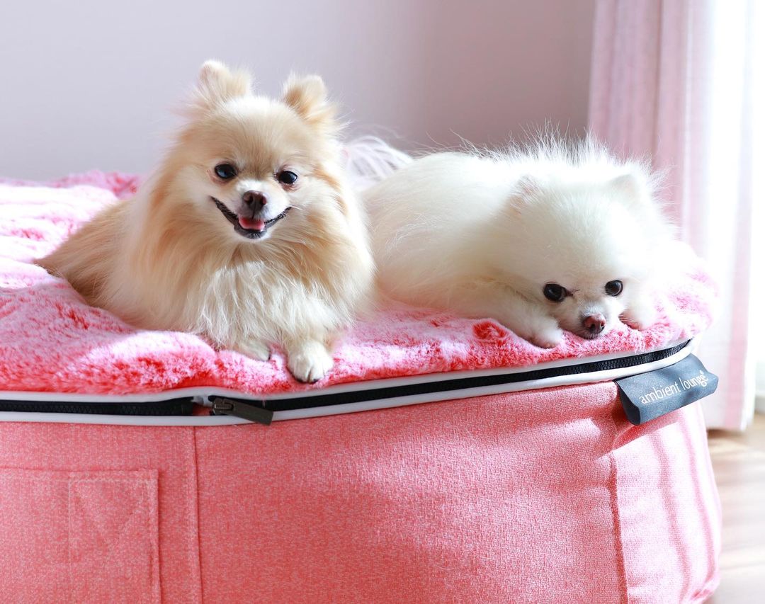 Cama Grande de Lujo para Perro (Pink Ltd. Edition)