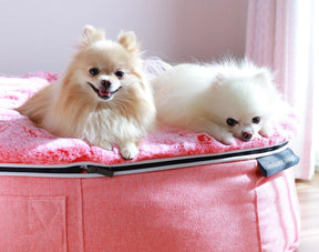 Conjunto de Cama Grande para perros (Pink Ltd. Edition) y ThermoCool Mat L