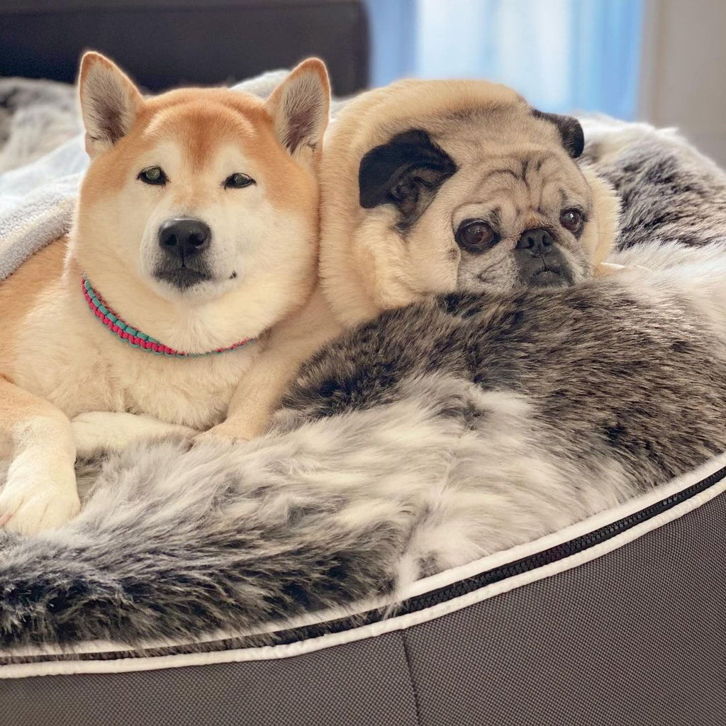 Conjunto de Cama Mediana para Perros (Original) y Cubierta (Wild Animal)