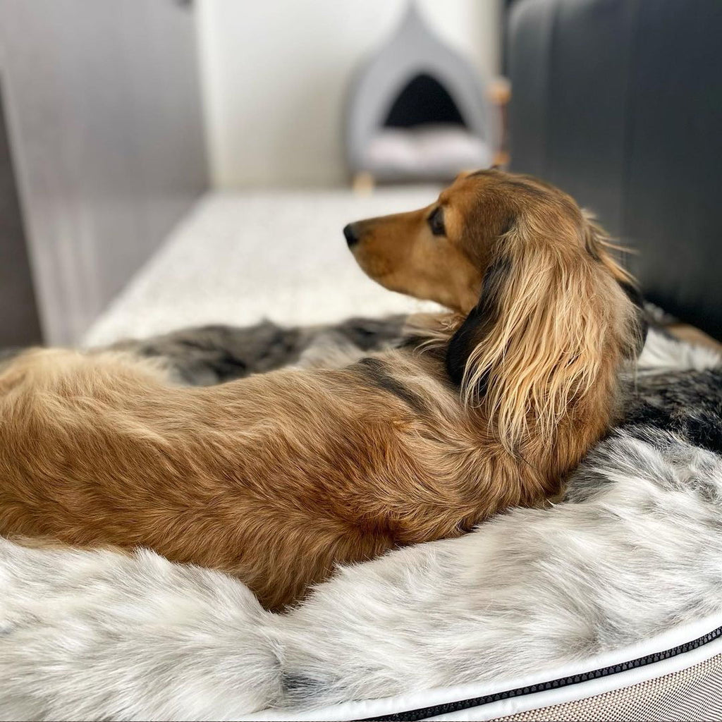 Conjunto de Cama Grande para Perros (Cappuccino) y Cubierta (Wild Animal)