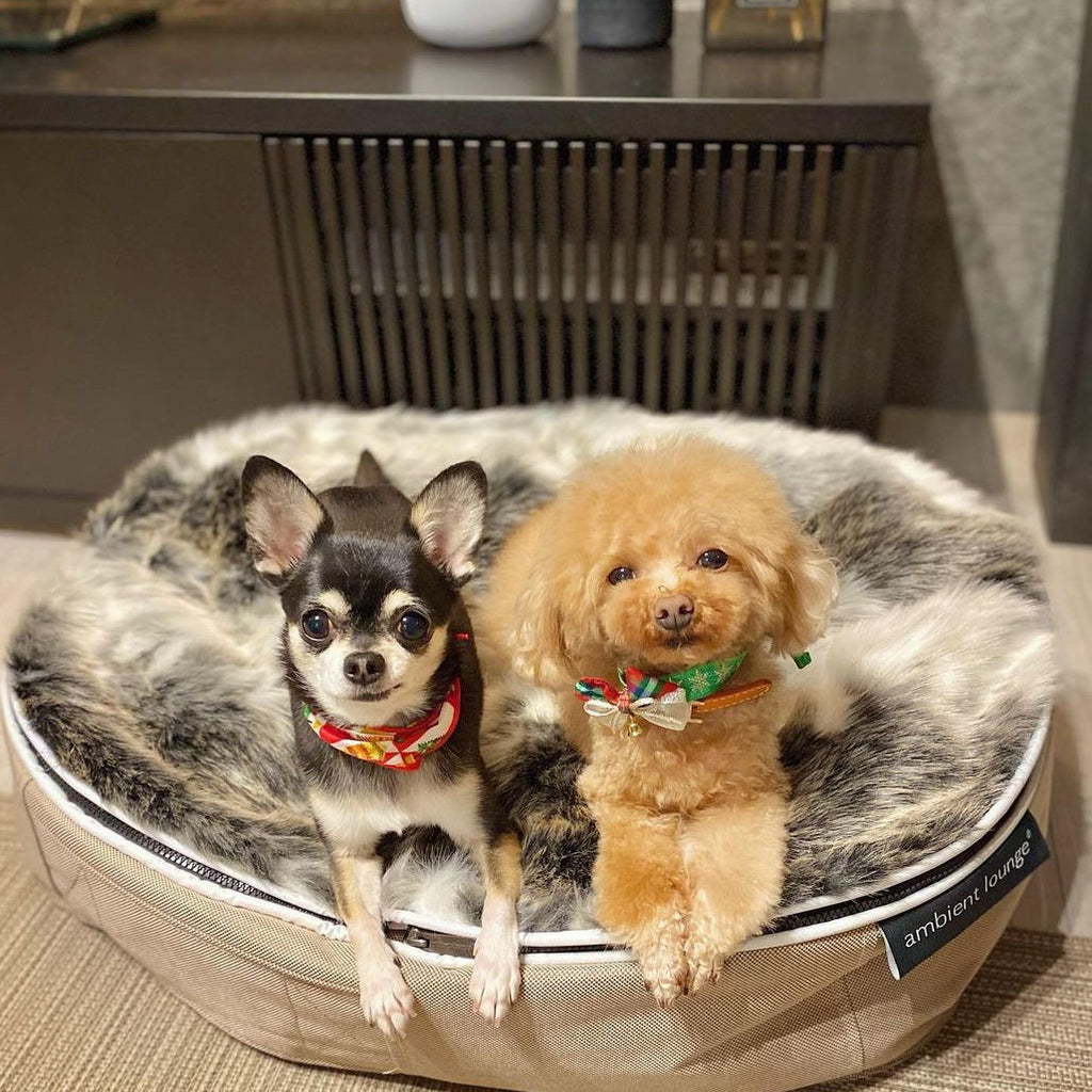 Conjunto de Cama Mediana para Perros (Cappuccino) y Cubierta (Wild Animal)
