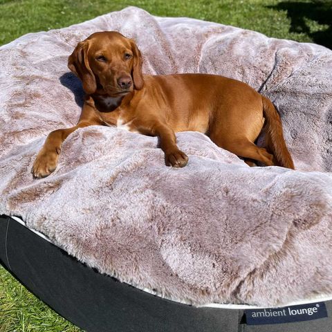 Cubierta Deluxe para Cama de Perro Extra Grande (Cappuccino)