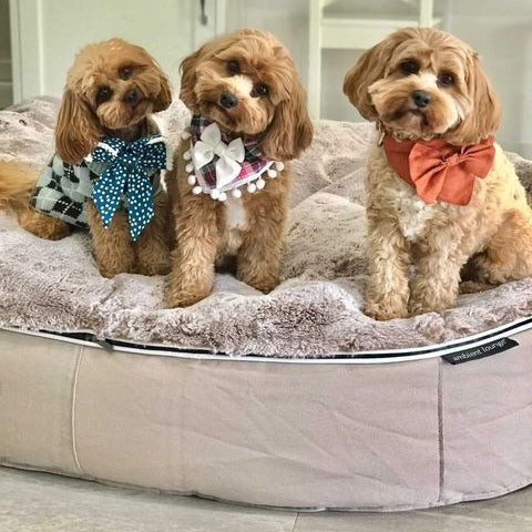 Cubierta Deluxe para Cama de Perro Grande (Cappuccino)