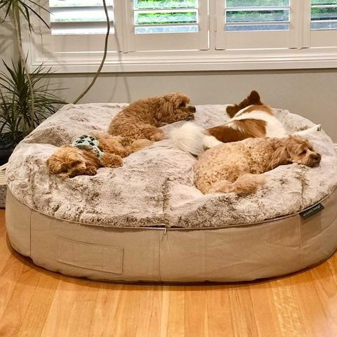 Conjunto de Cama Extra Grande para Perros (Cappuccino) y Cubierta (Cappuccino)