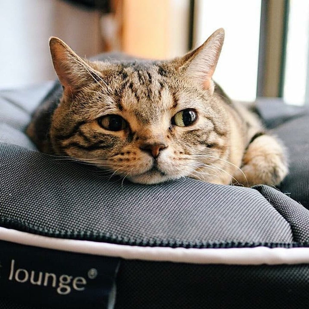 Cama de Lujo para Gato