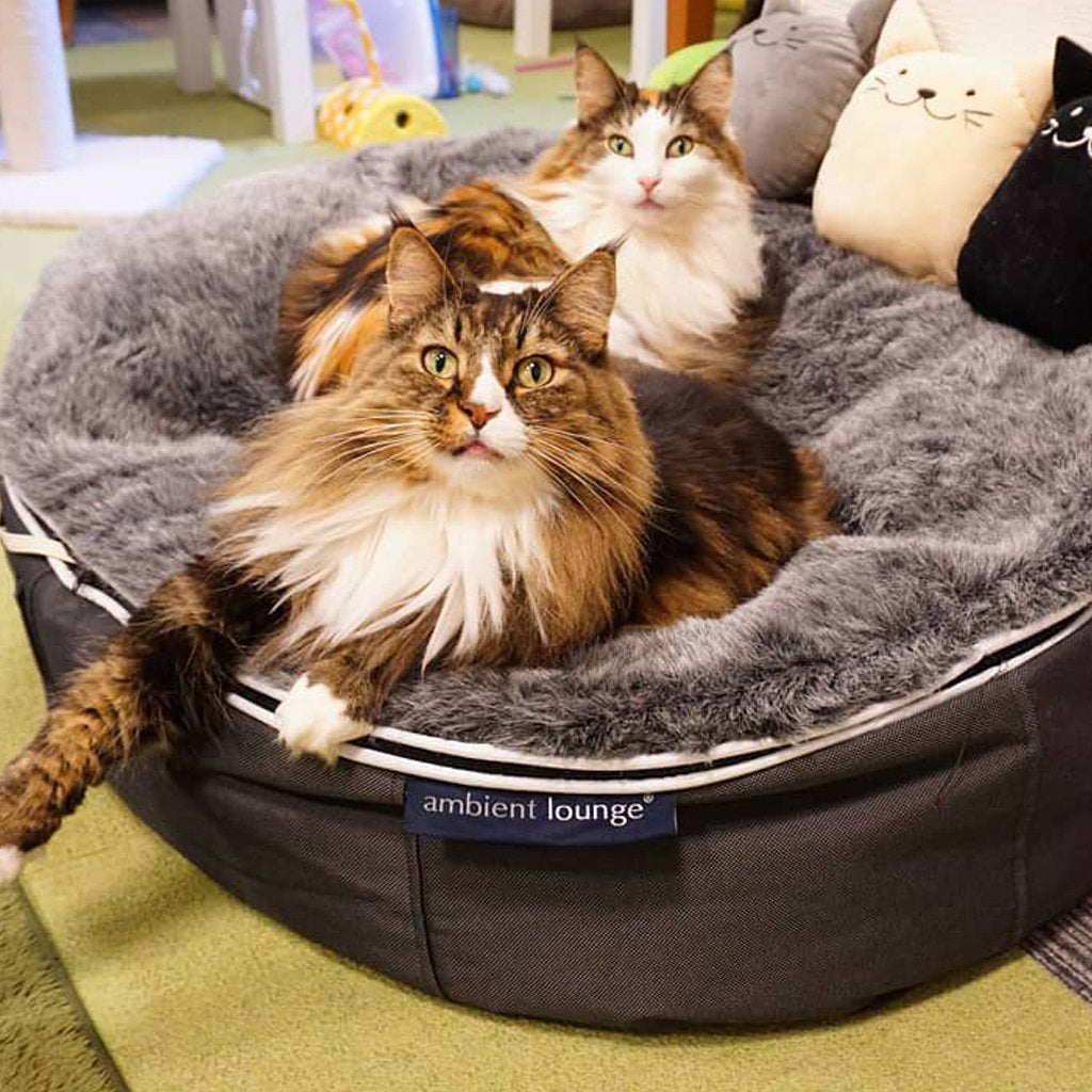 Cama de Lujo para Gato