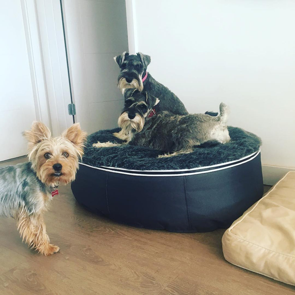 Cama Mediana de Lujo para Perro (Original)