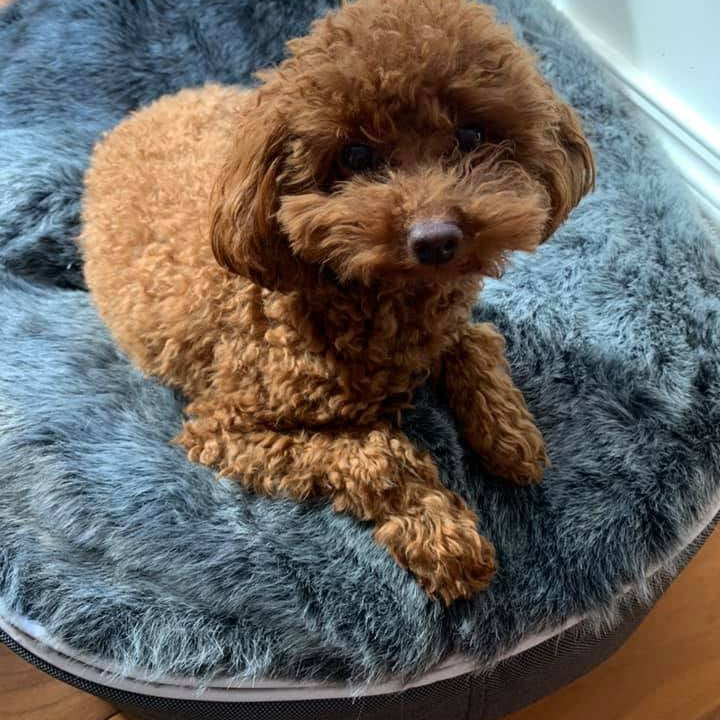 Cama Pequeña de Lujo para Perro (Original)