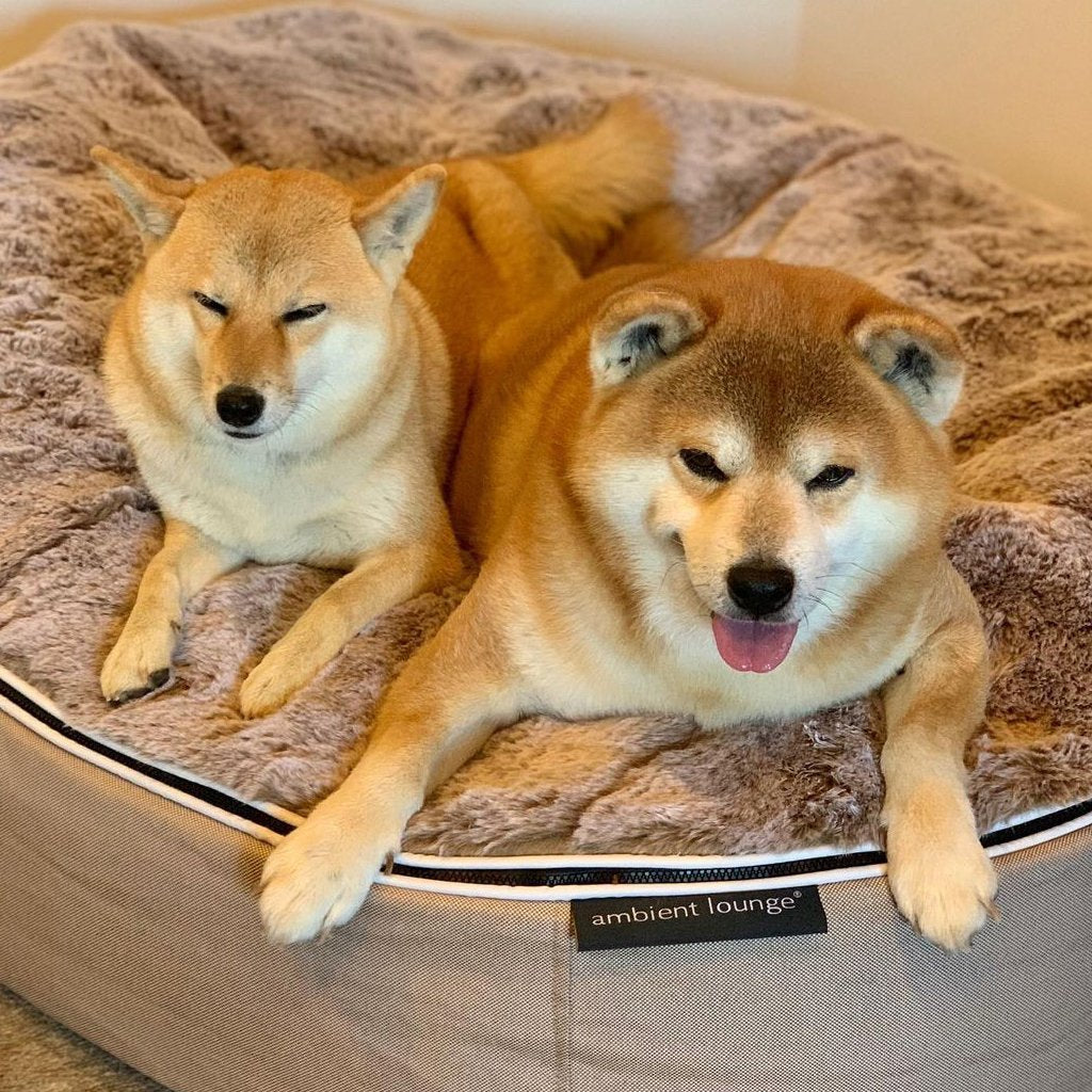 Conjunto de Cama Grande para Perros (Cappuccino) y ThermoCool Mat L