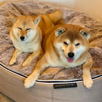 Conjunto de Cama Grande para Perros (Cappuccino) y Cubierta (Cappuccino)