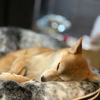 Cama Grande de Lujo para Perro (Wild Animal)