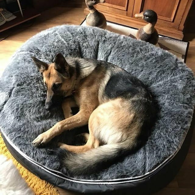 Conjunto de Cama Grande para Perros (Original) y ThermoCool Mat L