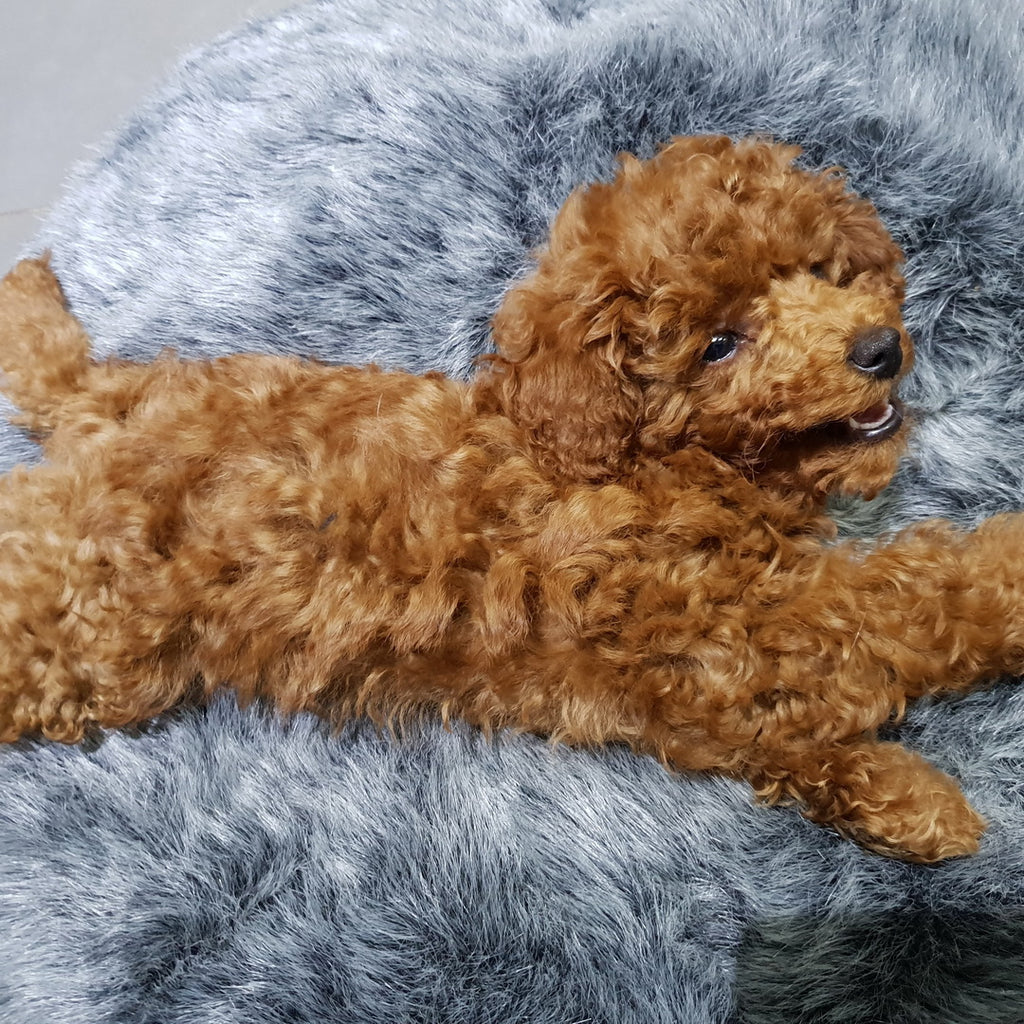 Cubierta Deluxe para Cama de Mascota Pequeña (Original)